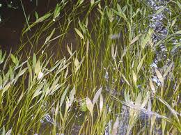 Attēlu rezultāti vaicājumam “Potamogeton praelongus leaf”