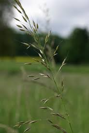 Attēlu rezultāti vaicājumam “Helictotrichon pubescens”