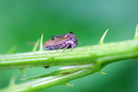 Attēlu rezultāti vaicājumam “Centrotus cornutus”