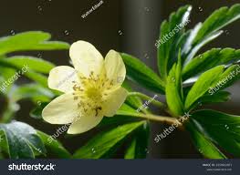 Attēlu rezultāti vaicājumam “Anemone x lipsiensis flower”