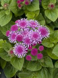 Image result for Ageratum houstonianum