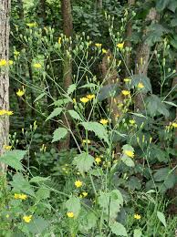 Attēlu rezultāti vaicājumam “Lapsana communis flower”