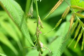 Attēlu rezultāti vaicājumam “Sorbaria sorbifolia bud”