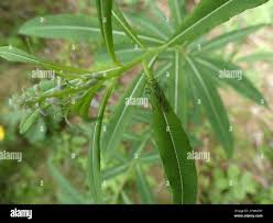 Attēlu rezultāti vaicājumam “Blepharidopterus angulatus”