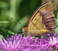 Attēlu rezultāti vaicājumam “Argynnis laodice female”