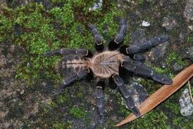 Attēlu rezultāti vaicājumam “Belbodamaeus sp.”