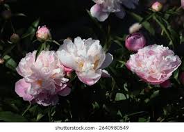 Attēlu rezultāti vaicājumam “Paeoniaceae”