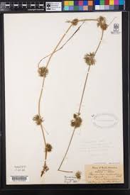 Attēlu rezultāti vaicājumam “Batrachium circinatum”