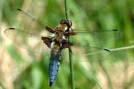 Attēlu rezultāti vaicājumam “Libellula depressa male”