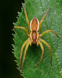 Attēlu rezultāti vaicājumam “Dolomedes fimbriatus”