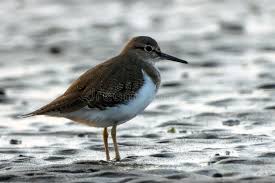 Attēlu rezultāti vaicājumam “Actitis hypoleucos”