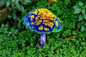 Attēlu rezultāti vaicājumam “Psilocybe sp.”