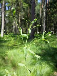Attēlu rezultāti vaicājumam “Stellaria alsine”