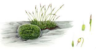 Attēlu rezultāti vaicājumam “Grimmia pulvinata”