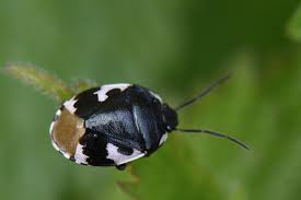 Attēlu rezultāti vaicājumam “Tritomegas bicolor imago”