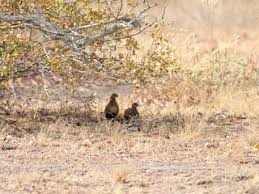 Attēlu rezultāti vaicājumam “Petractis sp.”