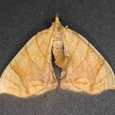 Attēlu rezultāti vaicājumam “Eulithis sp.”