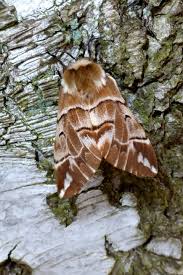 Attēlu rezultāti vaicājumam “Endromis versicolora”