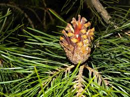 Attēlu rezultāti vaicājumam “Pinus sibirica”