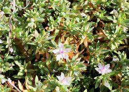 Attēlu rezultāti vaicājumam “Elatinaceae”