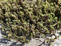 Attēlu rezultāti vaicājumam “Hedwigia ciliata sporophyte”