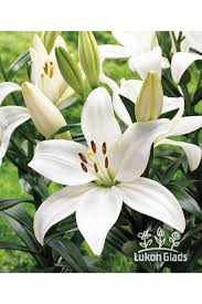 Image result for Lilie