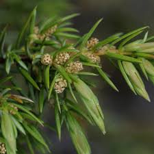 Attēlu rezultāti vaicājumam “Juniperus communis male flower”