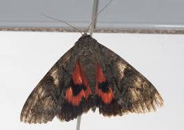 Attēlu rezultāti vaicājumam “Catocala nupta”