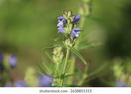 Attēlu rezultāti vaicājumam “Dracocephalum ruyschiana flower”