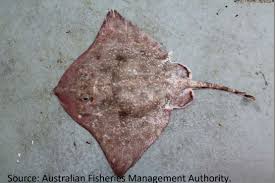 Image result for Amblyraja hyperborea