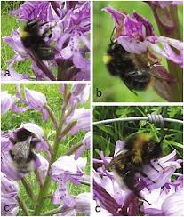 Attēlu rezultāti vaicājumam “Orchis militaris flower”