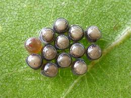 Attēlu rezultāti vaicājumam “Elasmostethus interstinctus nymph”