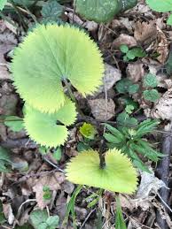 Attēlu rezultāti vaicājumam “Ranunculus cassubicus flower”