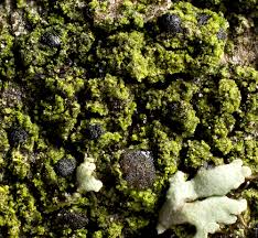 Attēlu rezultāti vaicājumam “Scoliciosporum chlorococcum”