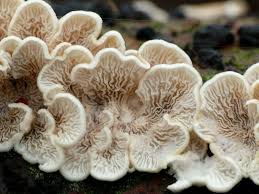 Attēlu rezultāti vaicājumam “Plicaturopsis crispa”