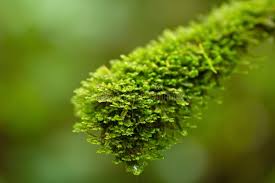 Attēlu rezultāti vaicājumam “Antitrichia curtipendula sporophyte”