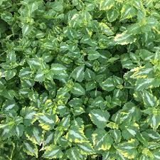 Attēlu rezultāti vaicājumam “Lamium maculatum leaf”