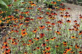 Image result for Rudbeckia Paradisio