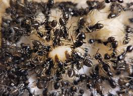 Attēlu rezultāti vaicājumam “Lasius fuliginosus”