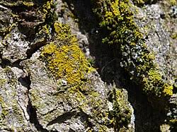 Attēlu rezultāti vaicājumam “Candelariella sp.”