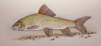 Image result for Moxostoma carinatum