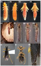 Attēlu rezultāti vaicājumam “Urophora cardui”