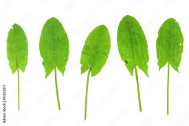 Attēlu rezultāti vaicājumam “Rumex acetosa”