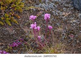 Attēlu rezultāti vaicājumam “Silene viscaria bud”