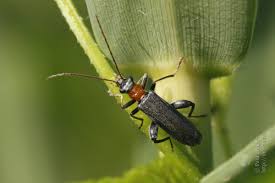 Attēlu rezultāti vaicājumam “Oedemera croceicollis”