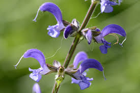 Attēlu rezultāti vaicājumam “Salvia pratensis”