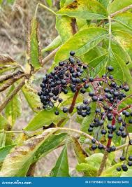 Attēlu rezultāti vaicājumam “Sambucus nigra fruit”