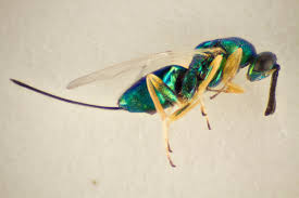 Attēlu rezultāti vaicājumam “Rabdophaga degeeri”