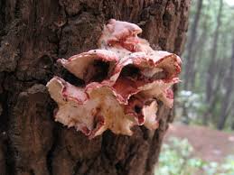 Attēlu rezultāti vaicājumam “Phlebia serialis”