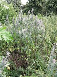 Attēlu rezultāti vaicājumam “Leonurus quinquelobatus flower”